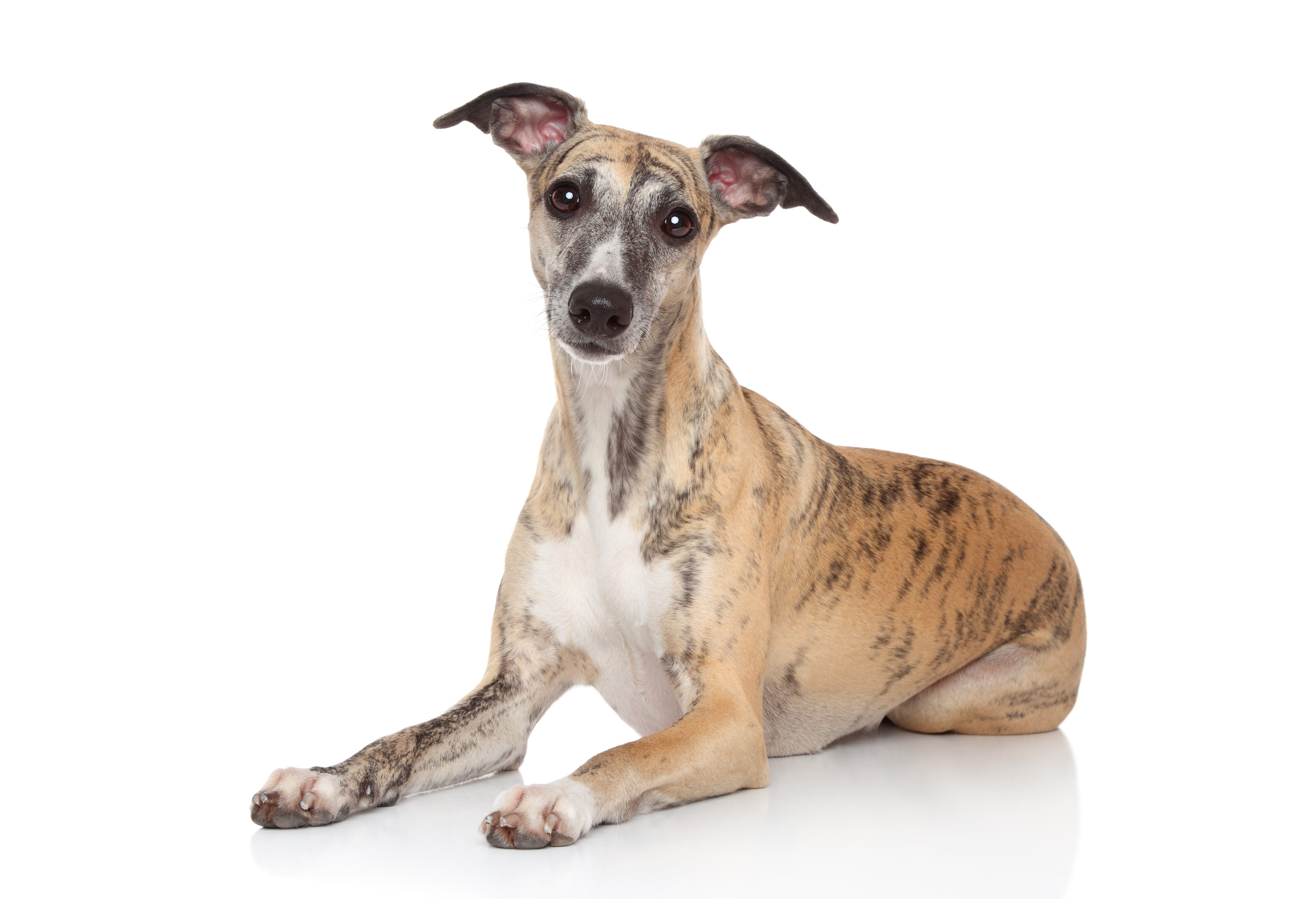 Whippets for Adoption in South Cleveland, Tennessee | Petfinder